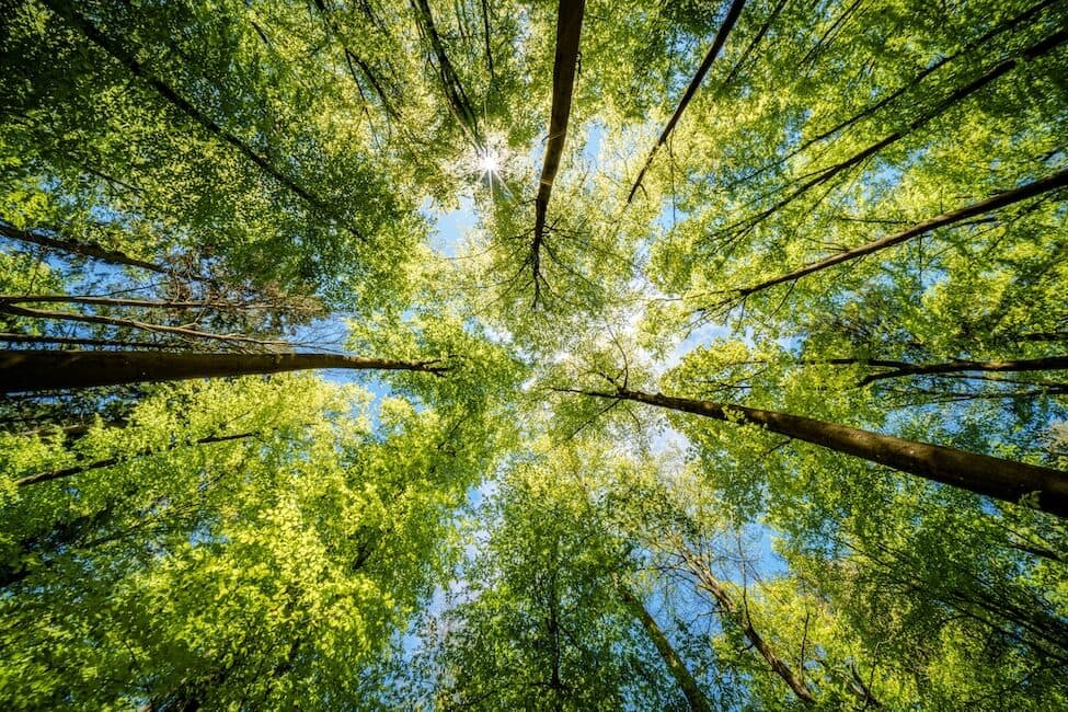Tree canopy