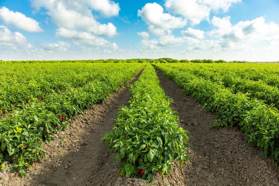 Pepper plantation