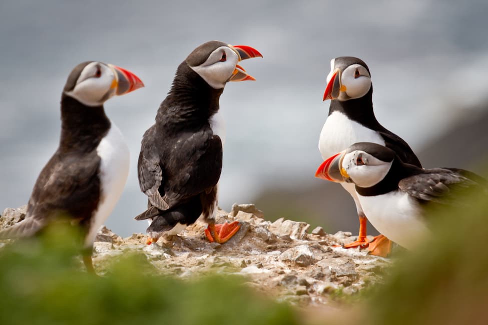 Puffins talking