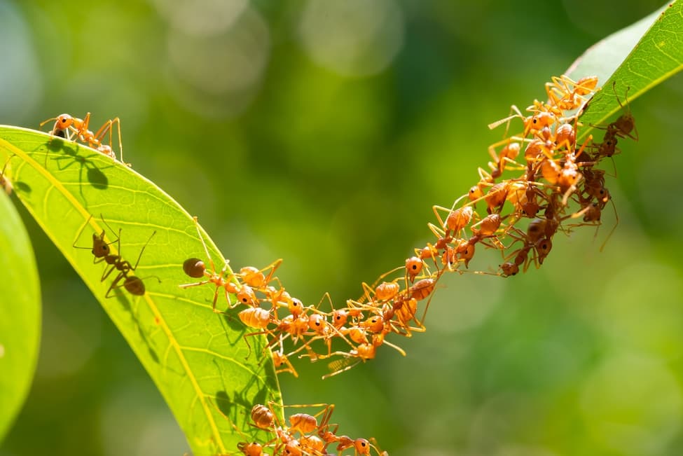 Ant bridge