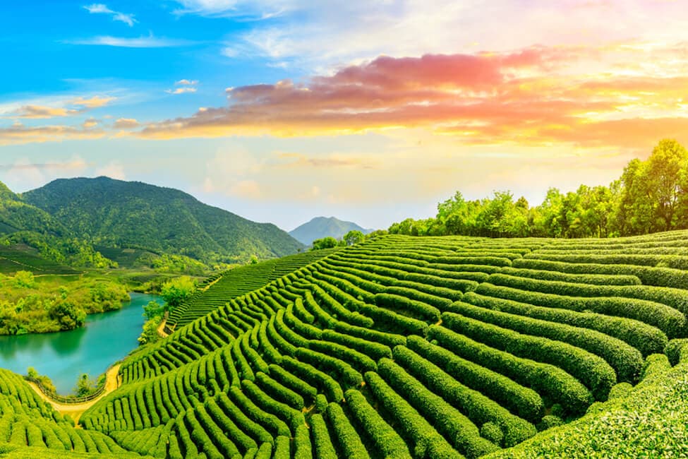tea plantation