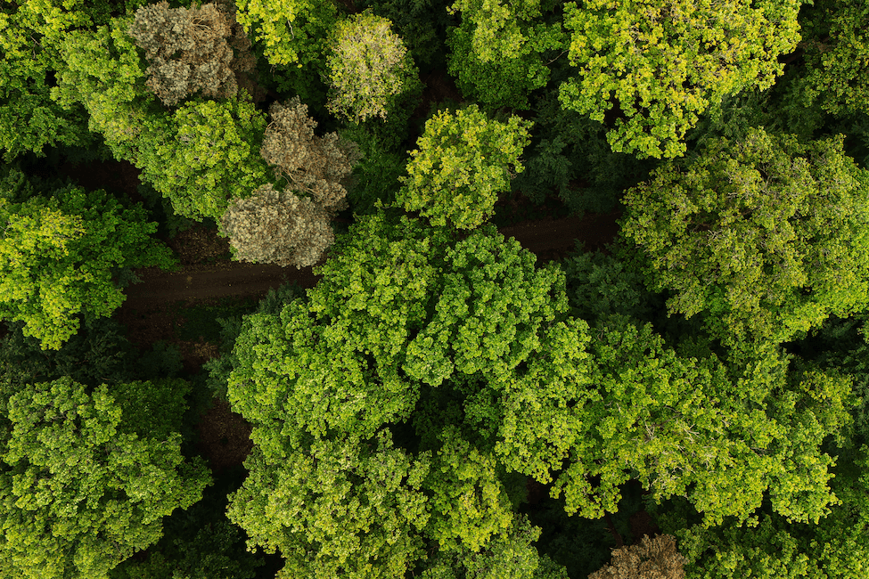 Forest aerial