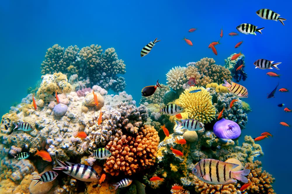 Coral reef