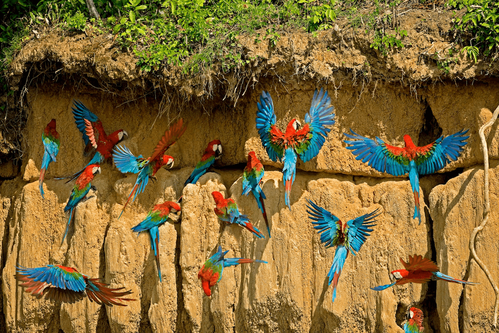 Parrots