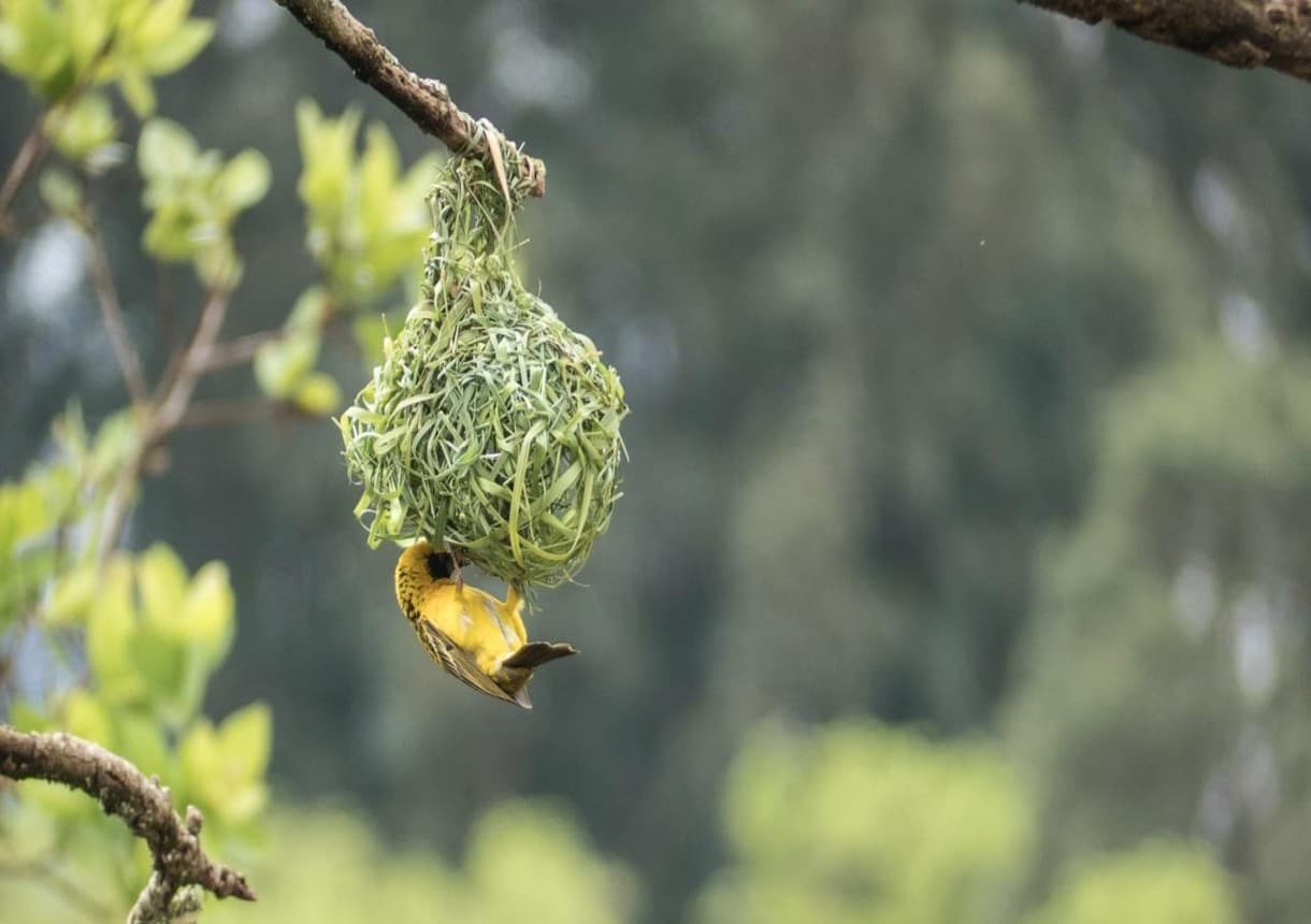 Bird building a nest