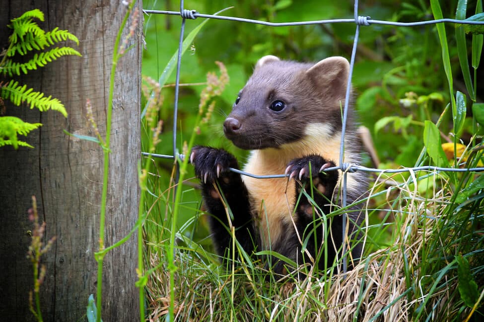 Pine Marten peeking through fence