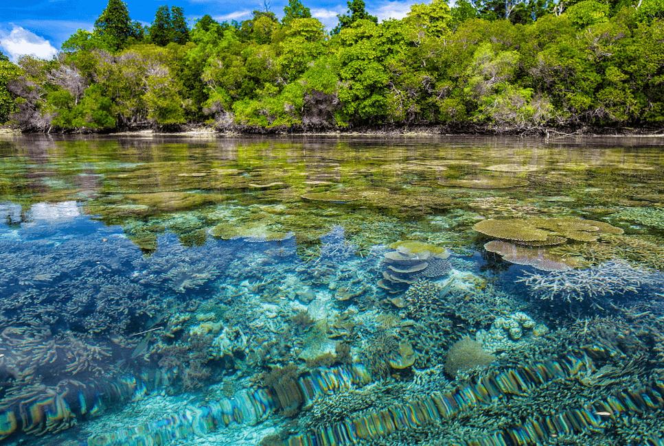 coral reef and forest