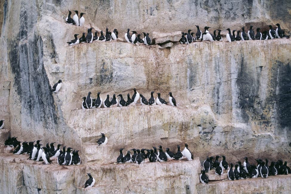 Cormorant colony on cliff
