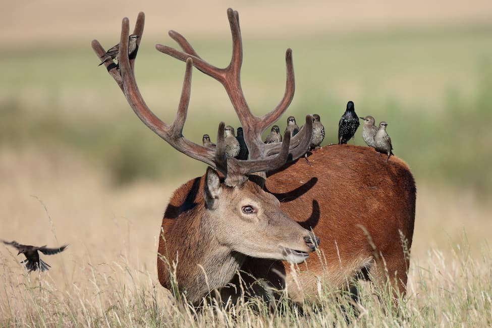 Deer with birds