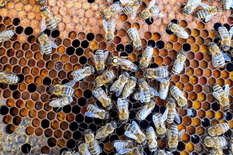 Beehive with bees